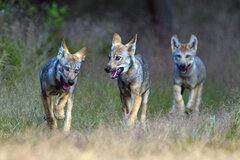 Wölfe. Foto: Axel Gomille 3 Junge Wölfe.