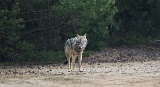Wolf. Foto: Heiko Anders Wolf Am WaldRand