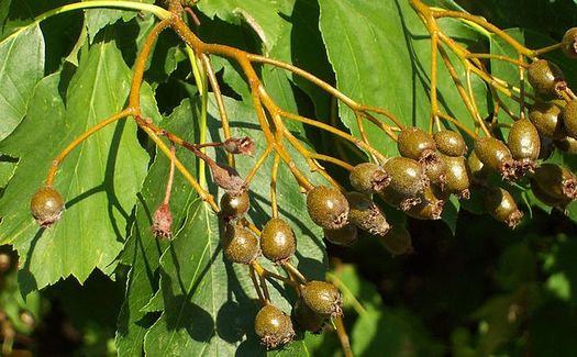 Früchte und Blätter der Elsbeere
