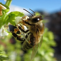 Honigbiene an Basilikumblüte