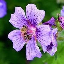 Honigbiene an Storchschnabel-Blüte