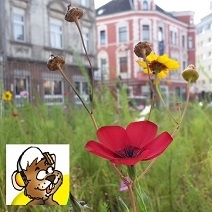 Blumenwiese vor Stadthäusern und Konstantin