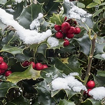 Ilex Mit Schnee Und Roten Beeren.