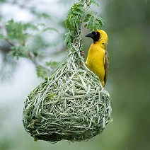 Webervogel an seinem Nest.