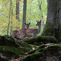 Damwild Im Wald.