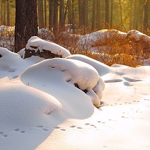 Tierspuren Im Schnee