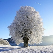 Einzeln Stehender Baum im Schnee.