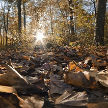 Herbstlaub im Wald