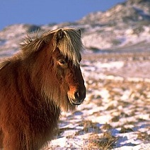 Ein Pony Auf Verschneiter Weide.