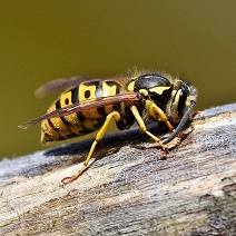 Eine Wespe auf einem Holzbalken