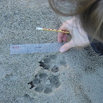 Eine Biologin Vermisst WolfsSpuren Im Sand.