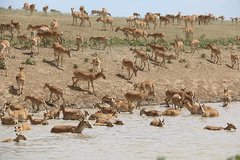 Eine Herde Saigas an einer Wasserstelle in Kasachstan 