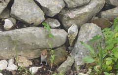 Ein kleines Mauswiesel lugt unter Steinen hervor