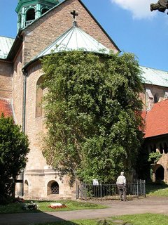 1000jähriger Rosenstock Hildesheim
