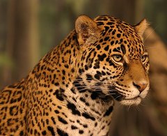 Portrait eines Jaguars