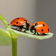 Zwei Marienkäfer auf Blatt