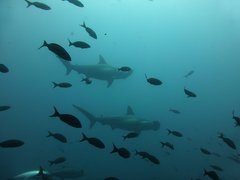 Hammerhaie und andere Fische im Meer