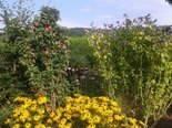 Garten mit Apfelbaum und Gartenhibiskus