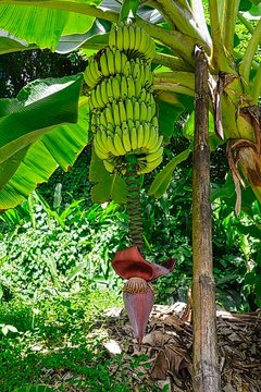 BananenPflanze Mit Blüte Und Unreifen Bananen