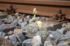 Schotter neben Bahngleisen mit Blume