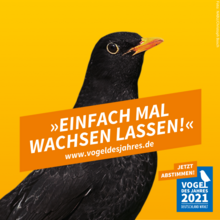 Wahlplakat der Amsel.
