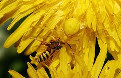 Gelbe Krabbenspinne mit Wespe auf Löwenzahnblüte 