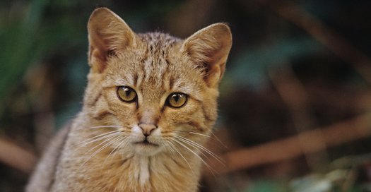 Eine Junge WildKatze Schaut In Die Kamera.