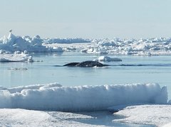 Narwalrücken im Eismeer