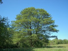Erlenbaum im Sommer, mit großer Baumkrone.