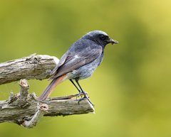 Männlicher HausRotSchwanz Auf Einem Ast.