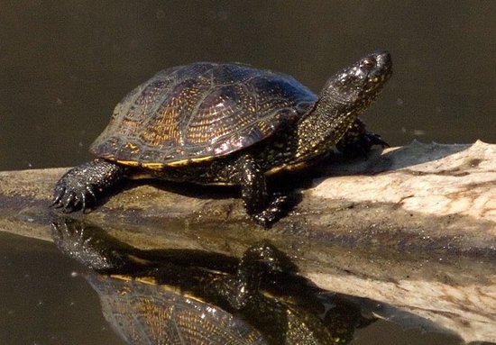 Sumpfschildkröte auf Baumstamm im Wasser