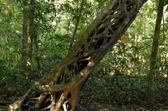 Wurzeln der Würgefeige um einen Baumstamm