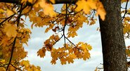 Gelb Gefärbte AhornBlätter An Einem Baum