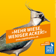 Wahlplakat des Kiebitzes