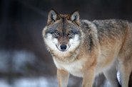 Portrait eines Wolfs