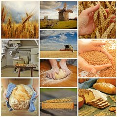 Collage vom Getreide zum Brot