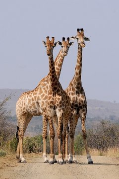 Drei Giraffen