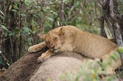 Schlafendes Löwenjungtier