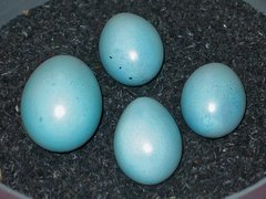 Blaue Eier des Gartenrotschwanzes mit blauem Kuckucksei.