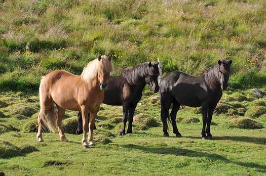 Pferde im Grasland.