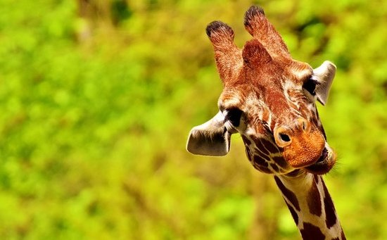 Giraffe im Portrait