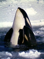 Orca mit Kalb
