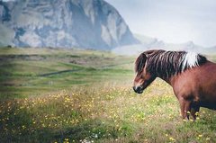 Pferd mit Landschaft.