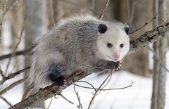 Opossum auf Baum