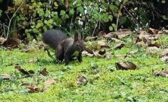 Ein Eichhörnchen auf dem Rasen.