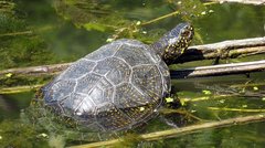 Europäische Sumpfschildkröte in einem Gewässer in Südeuropa