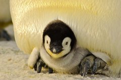 Pinguinküken unter Bauch eines erwachsenen Pinguins