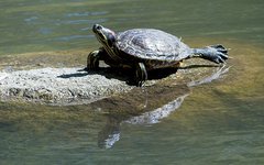 Rotwangen-Schmuckschildkröte auf einem Stein im Wasser