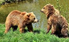 Zwei europäische Braunbären