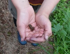 Minifrosch auf Kinderhand